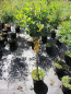 Preview: Rosa Limesgold